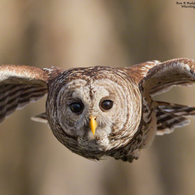 Defender - barred owl by Ron Bielefeld (RonBielefeld) on 500px.com