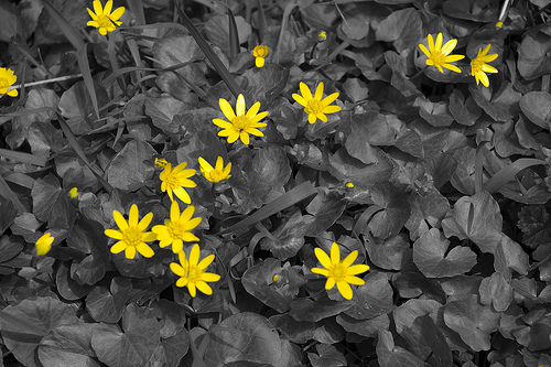 Flowers in Black and Yellow