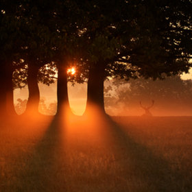 morning mist by Mark Bridger (bridgephotography) on 500px.com